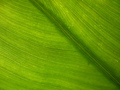 Flickr Photo Download: free texture