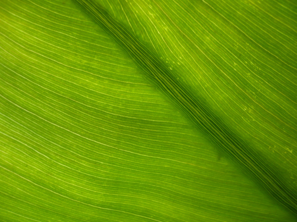 Flickr Photo Download: free texture