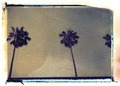 http://thebirdsandthebees.org/picture_library/PolaroidTransfer.PalmTrees.jpg