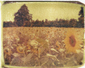 http://farm1.static.flickr.com/162/384567622_5951c63ad5.jpg?v=0