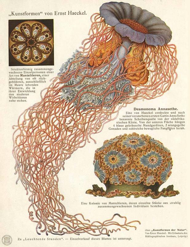 http://www.animationarchive.org/pics/nature03-big.jpg