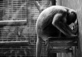 Zoo, malinconia e dignità. Il sentimento degli animali  | Roma la Repubblica.it